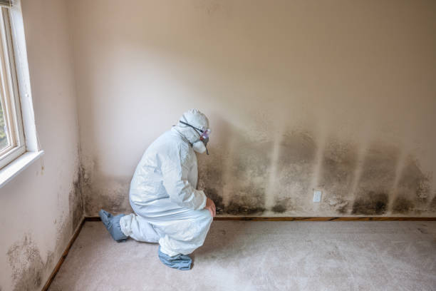 Best Health and Safety Mold Remediation in USA